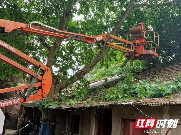 湘潭市风景园林中心：砍伐危树保平安  为民办事获称赞