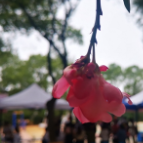 组图丨湘潭技师学院秋花烂漫迎新