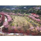 “敢”在岳塘｜岳塘区探索农业产业特色发展 乡村振兴走出新路