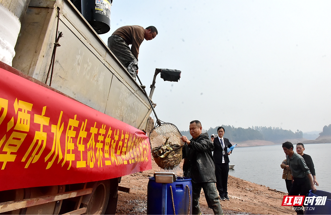 视频丨6700公斤鱼苗投放 湘潭开启水库生态养鱼试点工作
