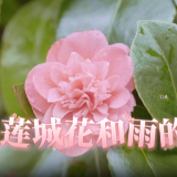 视频 | 走！去雨中踏春赏“莲”花