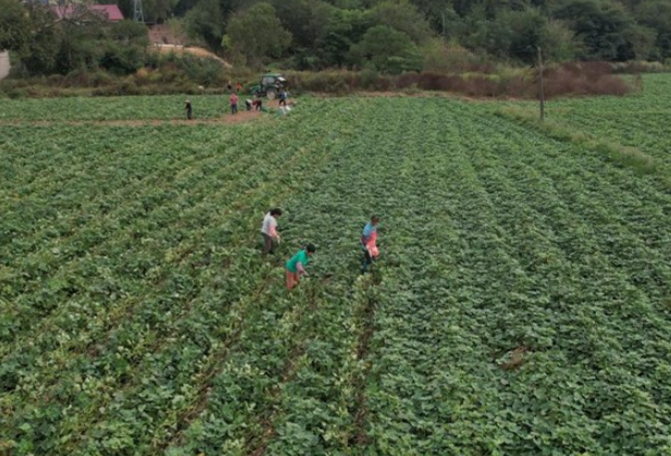 永州东安：农作物丰收忙采收 田间忙碌好风景