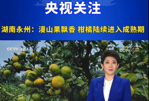 央视新闻丨湖南永州：漫山果飘香 柑橘陆续进入成熟期