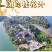 零陵：蘋岛桂花开 飘香秋意浓