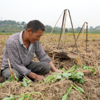 道县:油菜移栽正当时 冬闲田变增收田