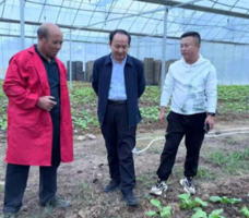 永州农科所:专家深扎田间一线 助力芥菜稳增收