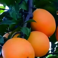 文化永州丨嶷山阿云:道州脐橙的甜之密码