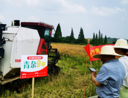 “青杂9号”油菜永州测产达标 耐迟播优品种助力粮油生产提质增效