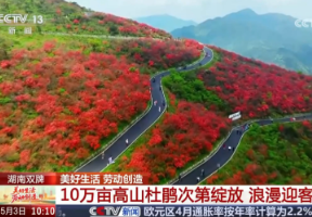央视关注丨湖南双牌：10万亩高山杜鹃次第绽放 浪漫迎客