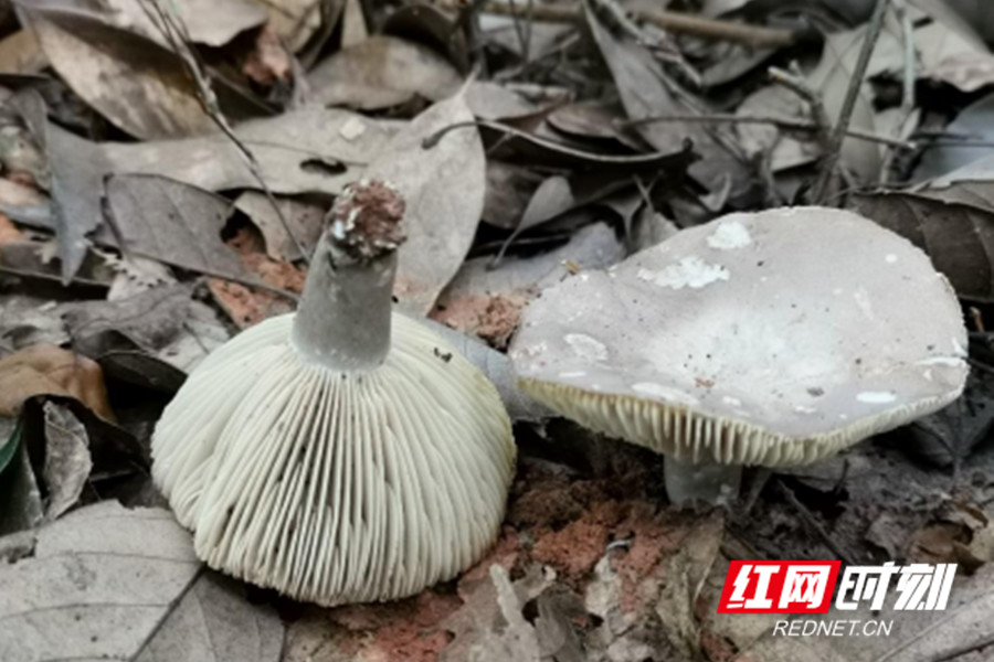 图片8_副本.jpg