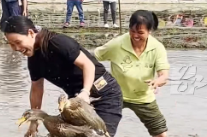 一图吃遍湖南特色鸭菜 看看湖南人对鸭子有多热爱