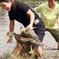 一图吃遍湖南特色鸭菜 看看湖南人对鸭子有多热爱