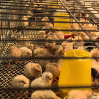 永州东安：免费发放鸡苗 助力东安鸡产业链发展