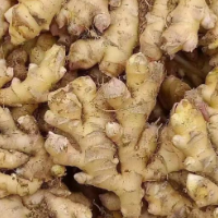 文化永州丨嶷山阿云：双牌虎爪姜