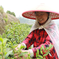 新田:春山采茶抢“鲜”忙 茶香满园促增收