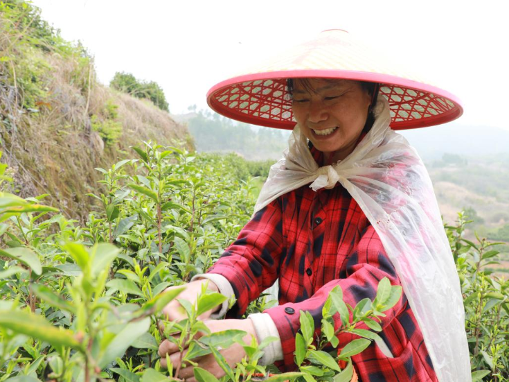 新田：春山采茶抢“鲜”忙 茶香满园促增收