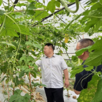 专家下乡传技 赋能道县蔬菜产业