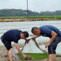 永州：专家深入生产一线 助力水稻单产提升
