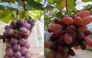 葡萄种植如何预防裂果？省水果体系专家教您把握关键5步