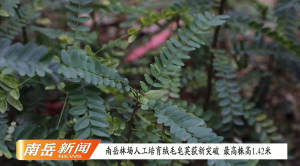 南岳林场人工培育绒毛皂荚获新突破 最高株高1.42米