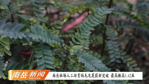 南岳林场人工培育绒毛皂荚获新突破 最高株高1.42米