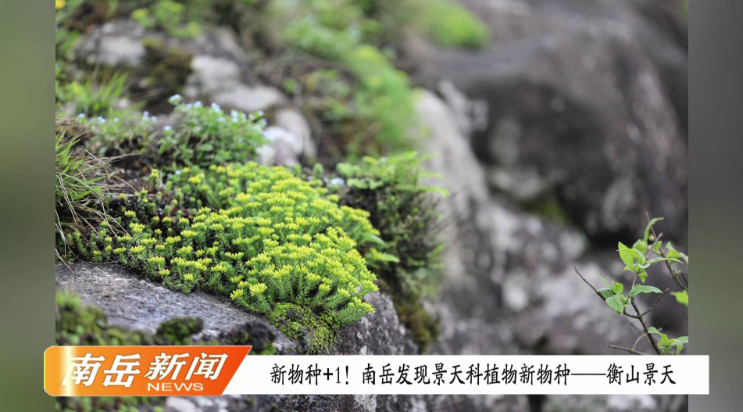 新物种+1！南岳发现景天科植物新物种——衡山景天