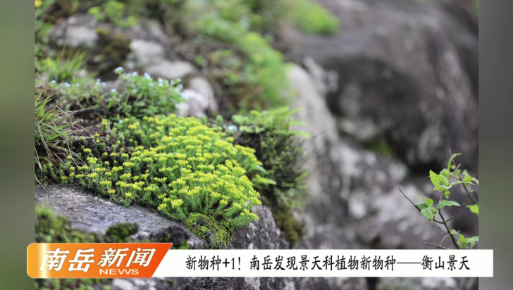 新物种+1！南岳发现景天科植物新物种——衡山景天