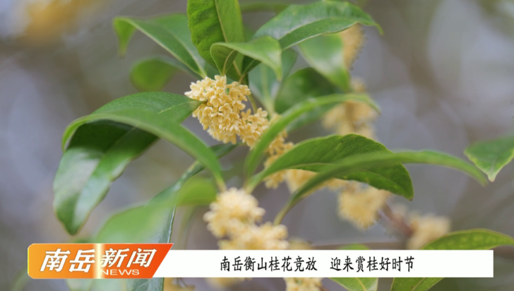 南岳衡山桂花竞放 迎来赏桂好时节