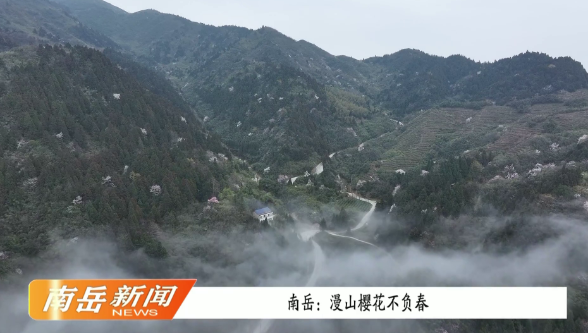 南岳：漫山樱花不负春