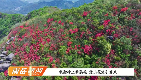 祝融峰上杜鹃艳 漫山花海引客来