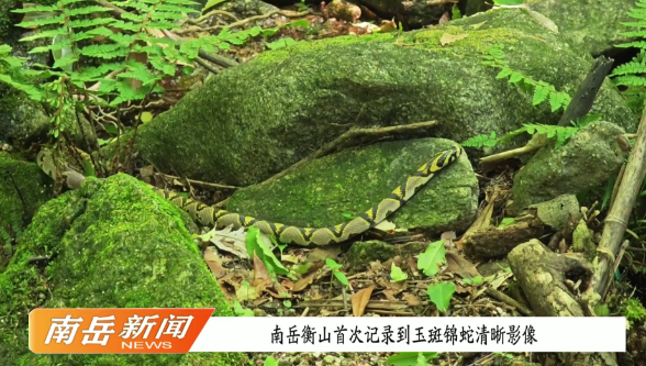 南岳衡山首次记录到玉斑锦蛇清晰影像