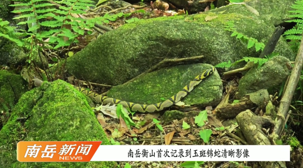 南岳衡山首次记录到玉斑锦蛇清晰影像
