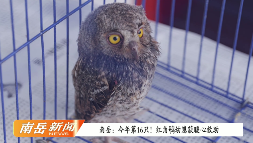 南岳：今年第16只！红角鸮幼崽获暖心救助