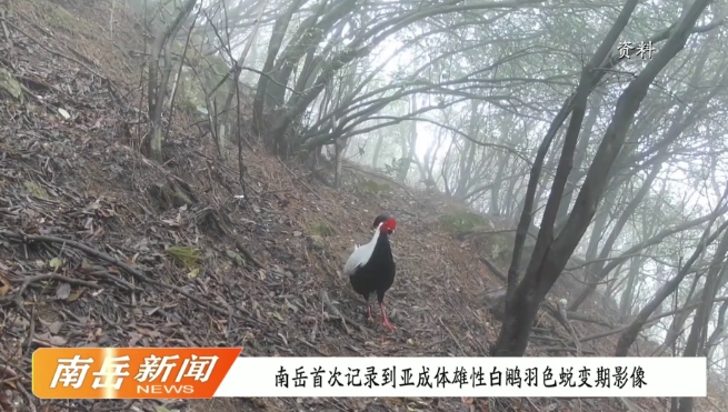 南岳首次记录到亚成体雄性白鹇羽色蜕变期影像