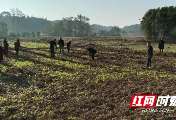 赫山岳家桥镇：庄稼地里来了一房远亲