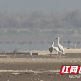 沅江：洞庭湖生态改善 候鸟种群数量明显增多