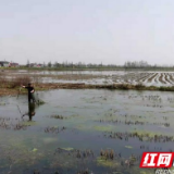 南县：龙虾价格节节高  农民田间笑呵呵