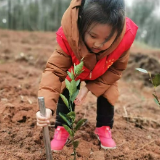 桃江县住建局：小小志愿者 感恩植片绿