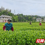 多图 | 桃江：谷雨时节 擂茶飘香