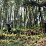 桃江县罗溪村的新“硒”望