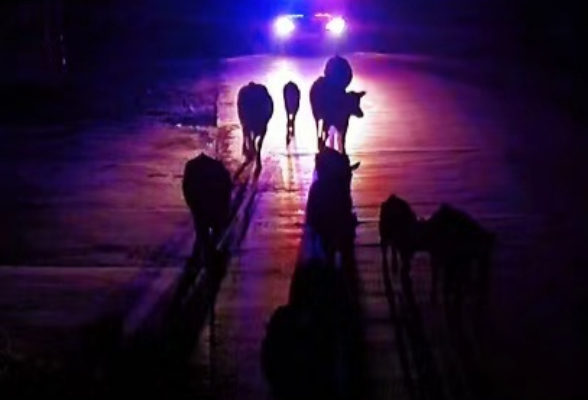 视频丨大通湖：夜空中最暖的警灯 照亮走失牛群平安回家路