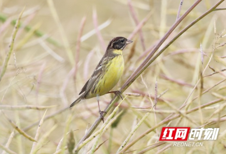 视频｜好久不见！湖南沅江发现8只国家一级保护鸟类黄胸鹀