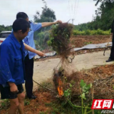 桃江：担刑责！农户用捕鸟网保油菜，致9只野生鸟类死亡