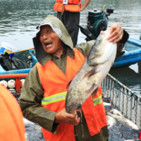 视频丨沅江城区五湖开始夏季捕捞 头网渔获五万余斤