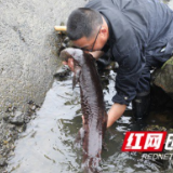 桃江：检察官守护生态公益 护送野生娃娃鱼放养