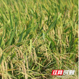 视频｜益阳赫山区早稻迎来丰收 田间抢收忙