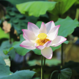 视频丨益阳赫山：百亩莲花待君赏 绿盖红香引清风