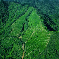 谈镇兴·安化｜马路镇：云台大叶生山崖 好茶自成一脉