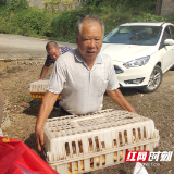 桃江：畜牧专家团下乡送“鸡”遇