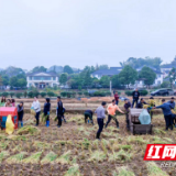 农发行益阳市分行开展乡村振兴农耕实践活动